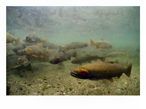 Idaho state Fish