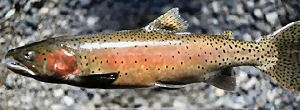 Nevada state Fish