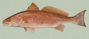 Texas state saltwater fish