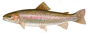 Washington state Fish