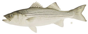 South Carolina state Fish