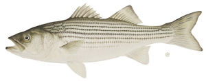 Rhode Island state Fish