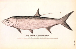 Alabama state salt water fish