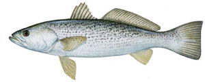 Delaware state Fish