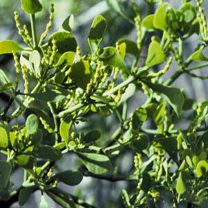 Oklahoma Floral Emblem: Mistletoe