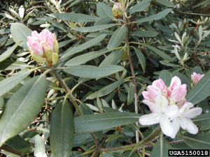 West Virginia State Flower: Big Laurel