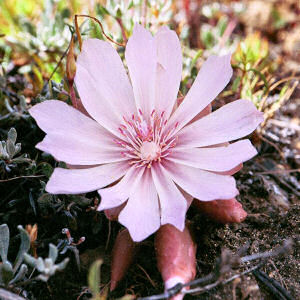 Montana State Flower: Bitterroot