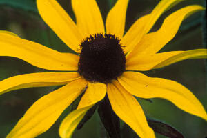 Maryland Floral Emblem: Black Eyed Susan