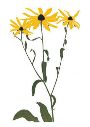 Maryland Floral Emblem: Black Eyed Susan