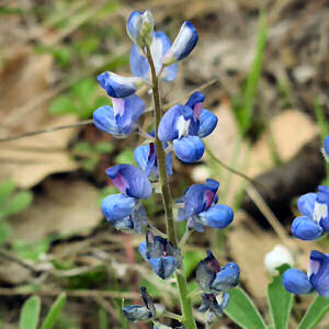Texas State Flower: Bluebonnet