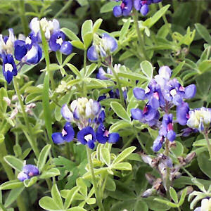 Texas State Flower: Bluebonnet