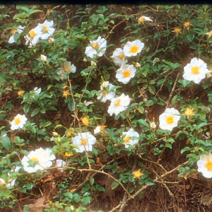 Georgia Floral Emblem: Cherokee Rose