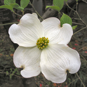 Virginia State Flower: American Dogwood