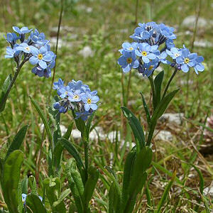 Alaska State Flower and Floral Emblem