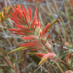 Wyoming State Flower: Indian Paintbrush
