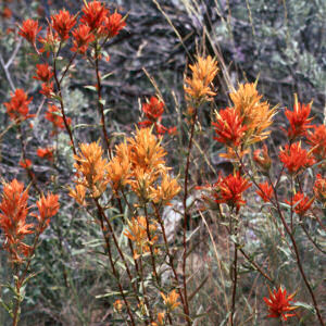 Wyoming State Flower: Indian Paintbrush