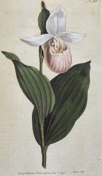 Minnesota State Flower: Pink and White Lady Slipper