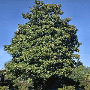 Magnolia Tree: Magnolia grandiflora