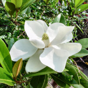 Louisiana State Flower: Magnolia