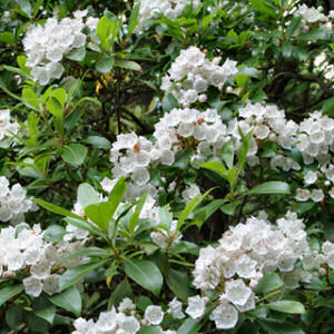 Pennsylvania State Flower: Mountain Laurel