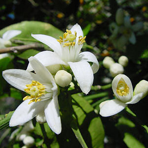 Florida State Flower: Orange Blossom