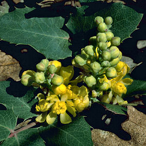 Oregon State Flower: Oregon Grape