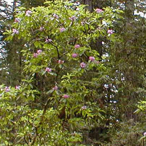 Washington State Flower: Coast Rhododendron
