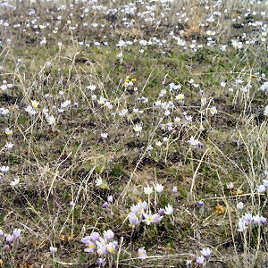 South Dakota State Flower: Pasque