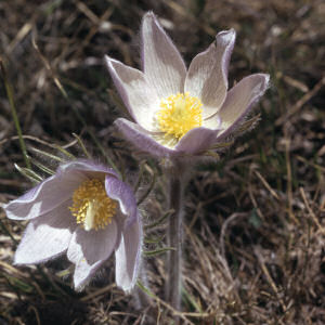 South Dakota State Flower: Pasque