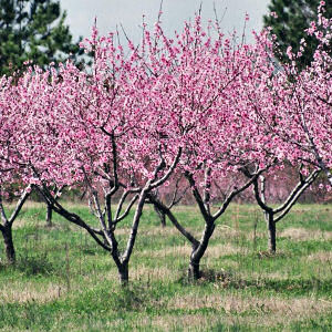 Delaware State Flower: Peach Blossom