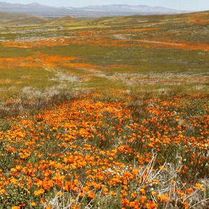 California Poppy Fields