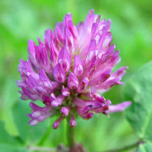 Vermont State Flower: Red Clover