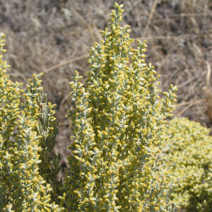 Nevada State Flower: Sagebrush