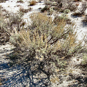 Nevada State Flower: Sagebrush