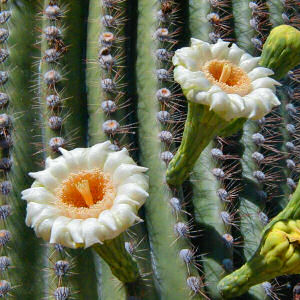 Arizona State Flower: Saguary Cactus Blossom