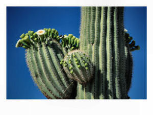 Arizona State Flower: Saguary Cactus Blossom