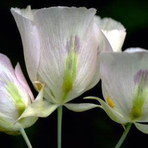 Utah State Flower: Sego Lily