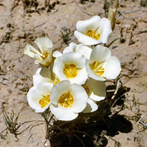 Utah State Flower: Sego Lily