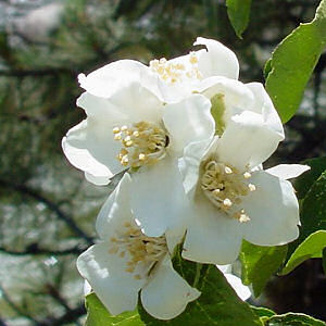 Idaho State Flower: Syringa