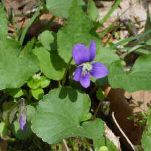 Wisconsin State Flower: Wood Violet