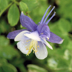 Colorado State Flower: White and Lavender Columbine