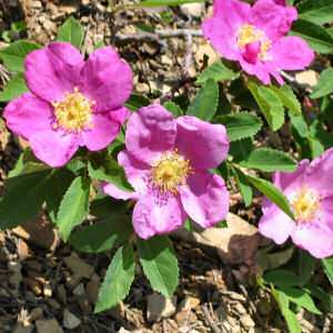 North Dakota State Flower: Wild Prairie Rose