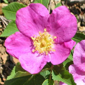 North Dakota State Flower: Wild Prairie Rose