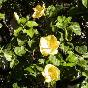 Hawaii State Flower: Native Yellow Hibiscus