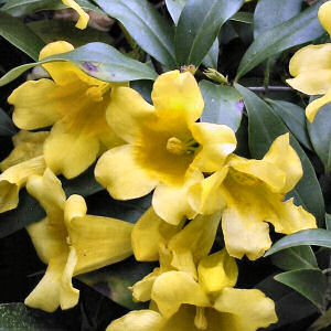 South Carolina State Flower: Yellow Jessamine
