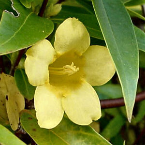 South Carolina State Flower: Yellow Jessamine