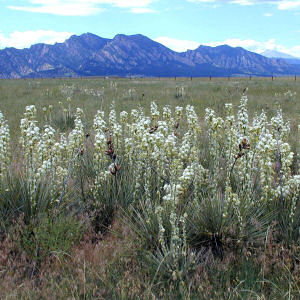 New Mexico State Flower: Yucca Flower