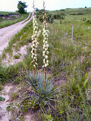 New Mexico State Flower: Yucca Flower