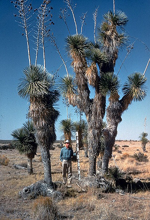 New Mexico State Flower: Yucca Flower