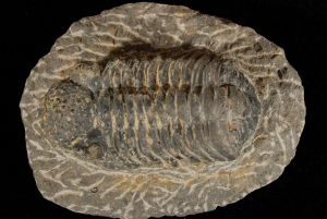 Pennsylvania State Fossil, Phacops rana, (Trilobite) from 